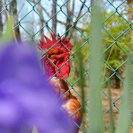 فندق مبيت وإفطار D'hote Au Domaine Terre De Chenes